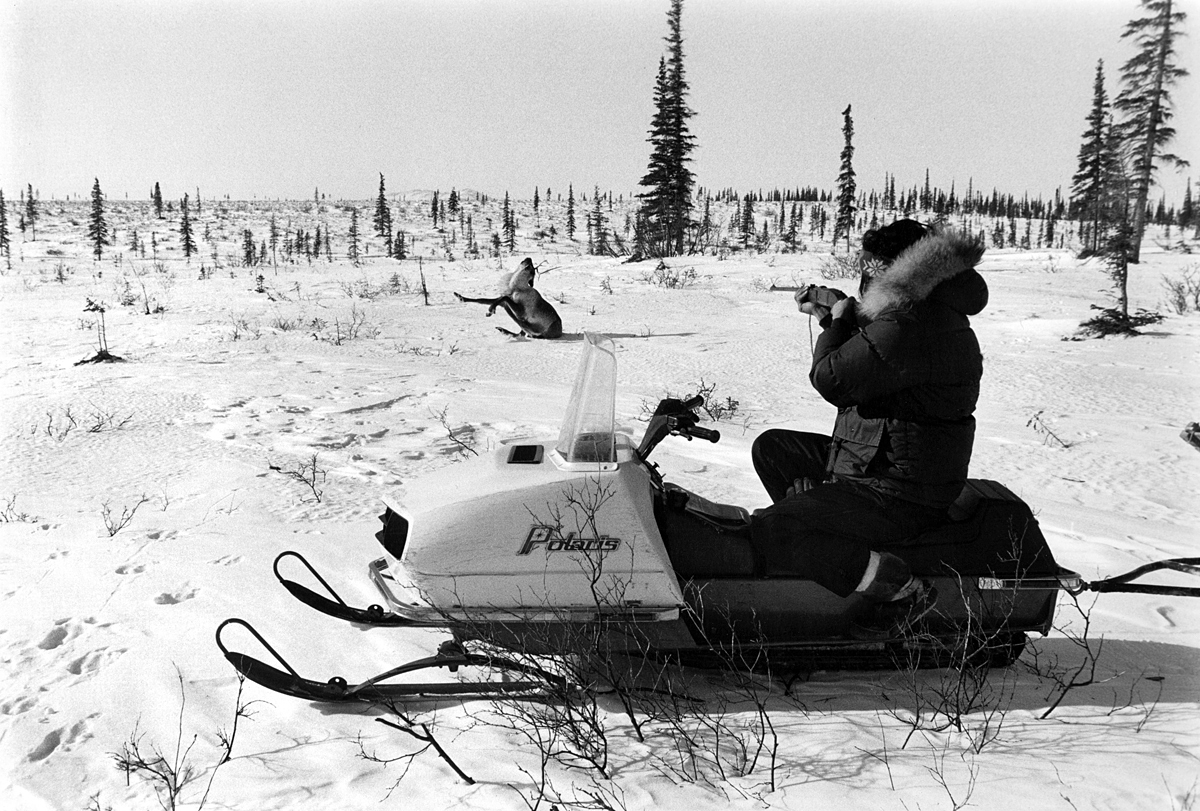 eskimos hunting caribou