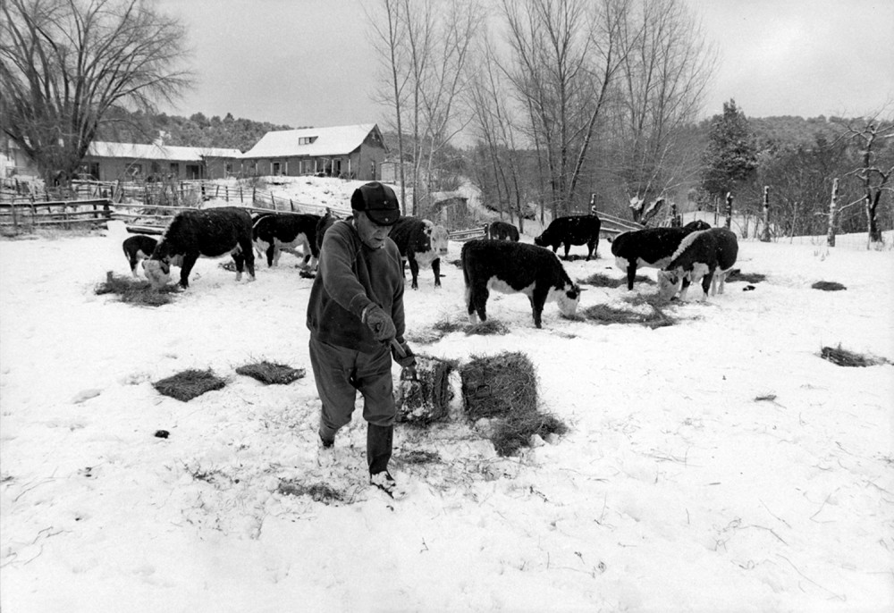 Jacobo feeding the cows in the winter, El Valle, New Mexico, 1979